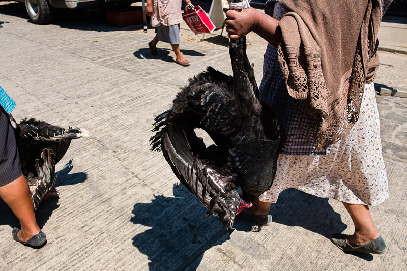Transporte de Guajolote