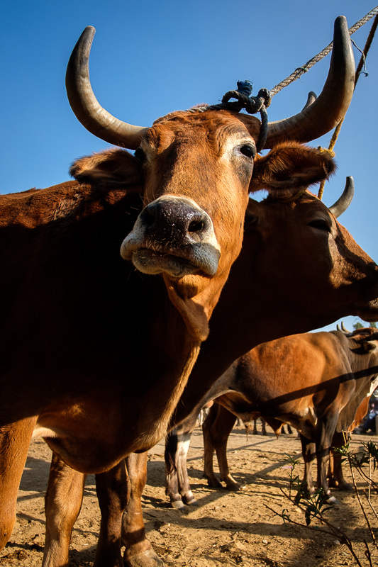 Baratillo de San Antonino Castillo Velasco