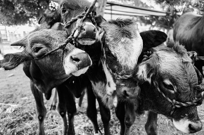 Baratillo de San Antonino Castillo Velasco