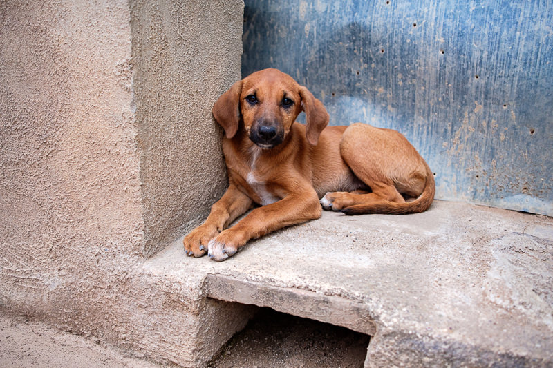 Fiesta Patronal Santiago Apóstol
