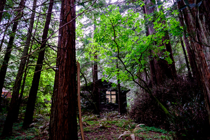 Muir Woods