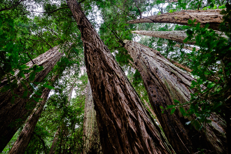 Muir Woods