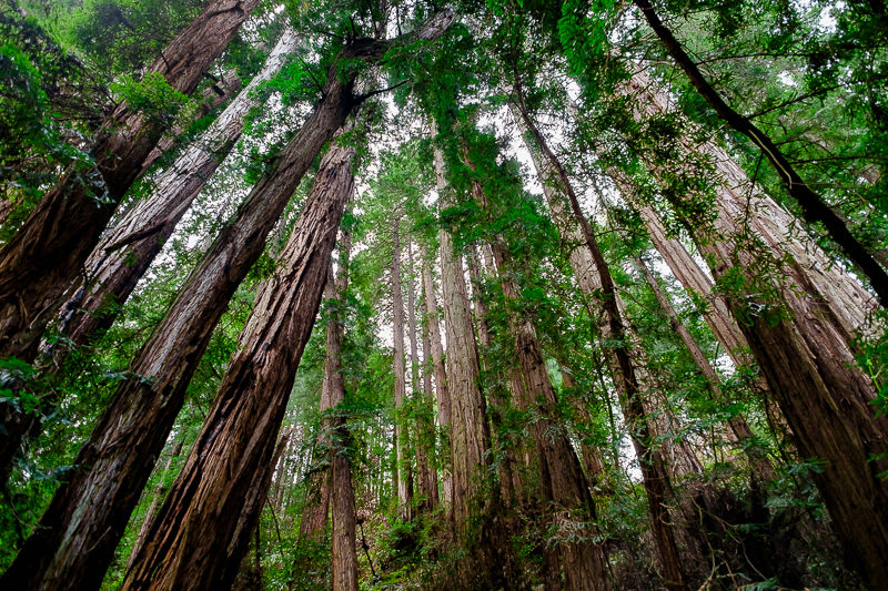 Muir Woods