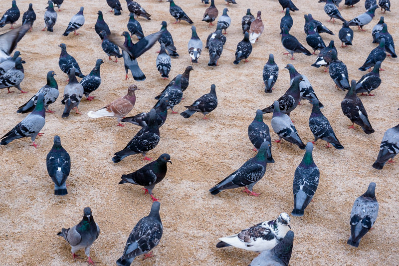 Cathédrale Notre-Dame de Paris