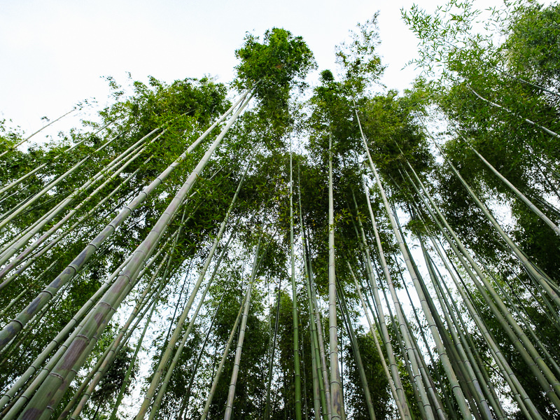 Arashiyama Bamboo Grove