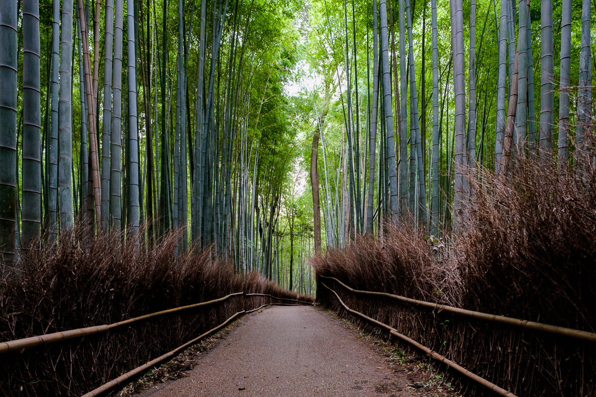 Arashiyama - corama