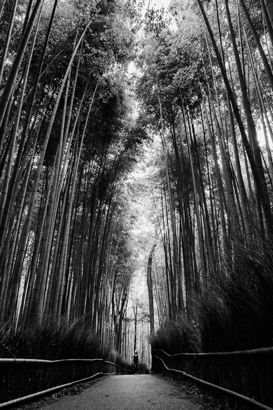 Arashiyama Bamboo Grove