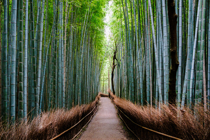 Arashiyama Bamboo Grove