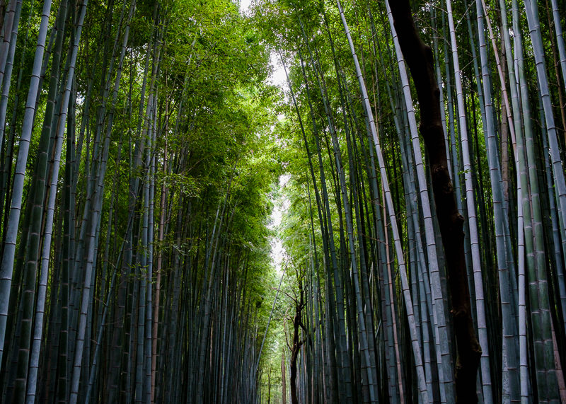 Arashiyama Bamboo Grove