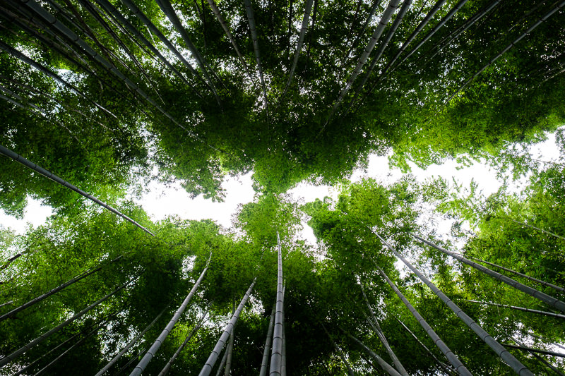 Arashiyama Bamboo Grove