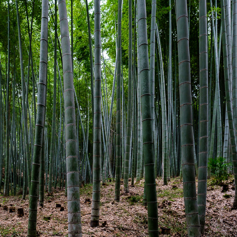 Arashiyama Bamboo Grove