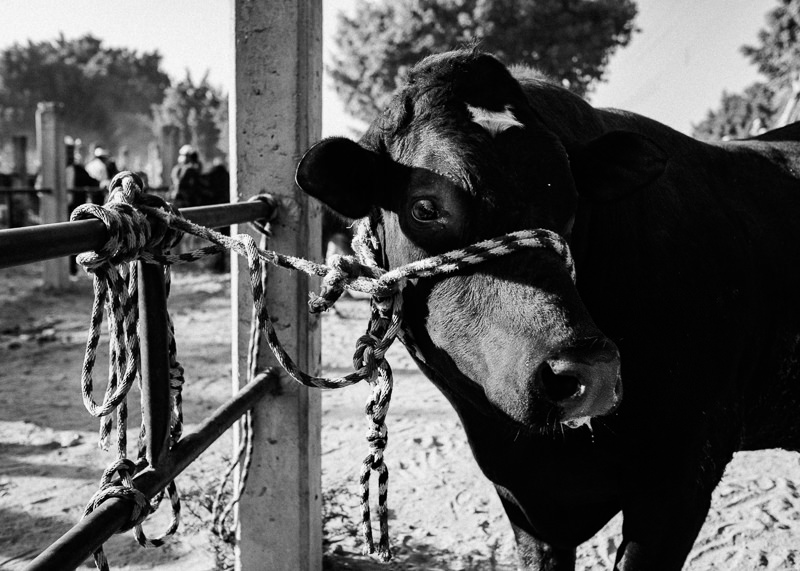 Baratillo de San Antonino Castillo Velasco