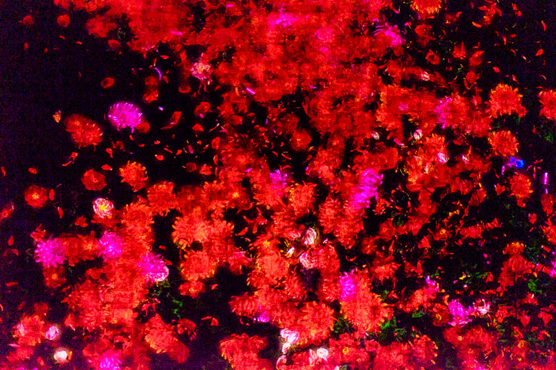 teamLab Borderless - MORI Digital Museum