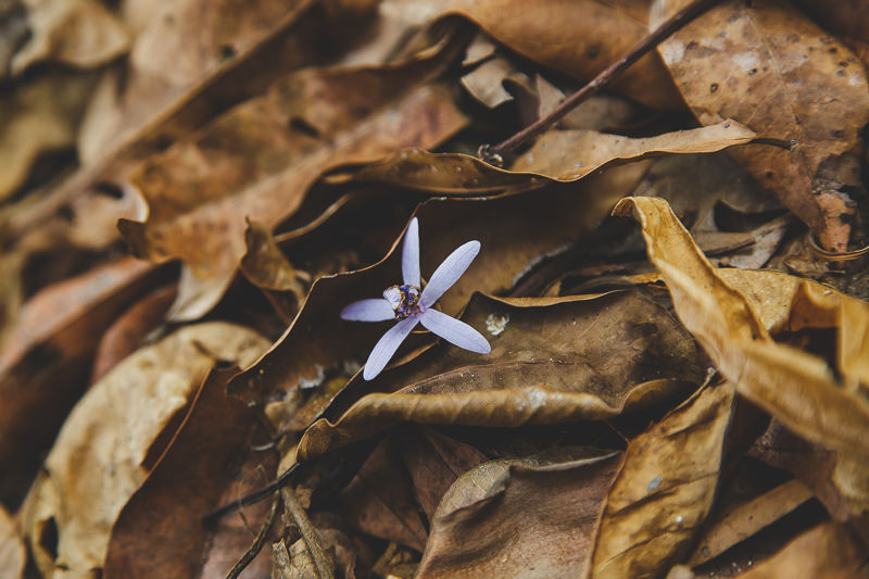 Zona Arqueológica Yaxchilán