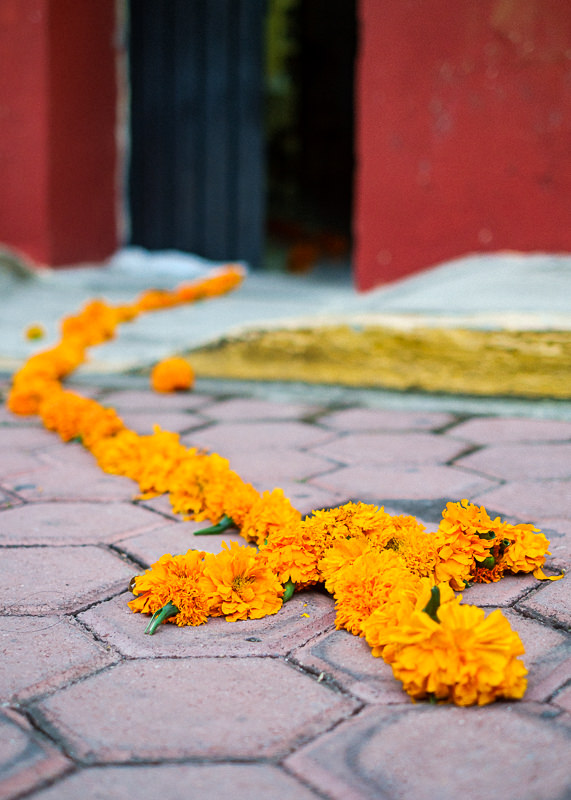 Camino de Cempasúchil