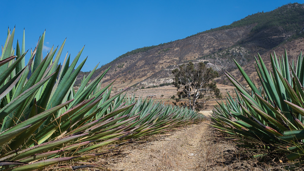 Mezcal Ancestral Herencia de Lucas