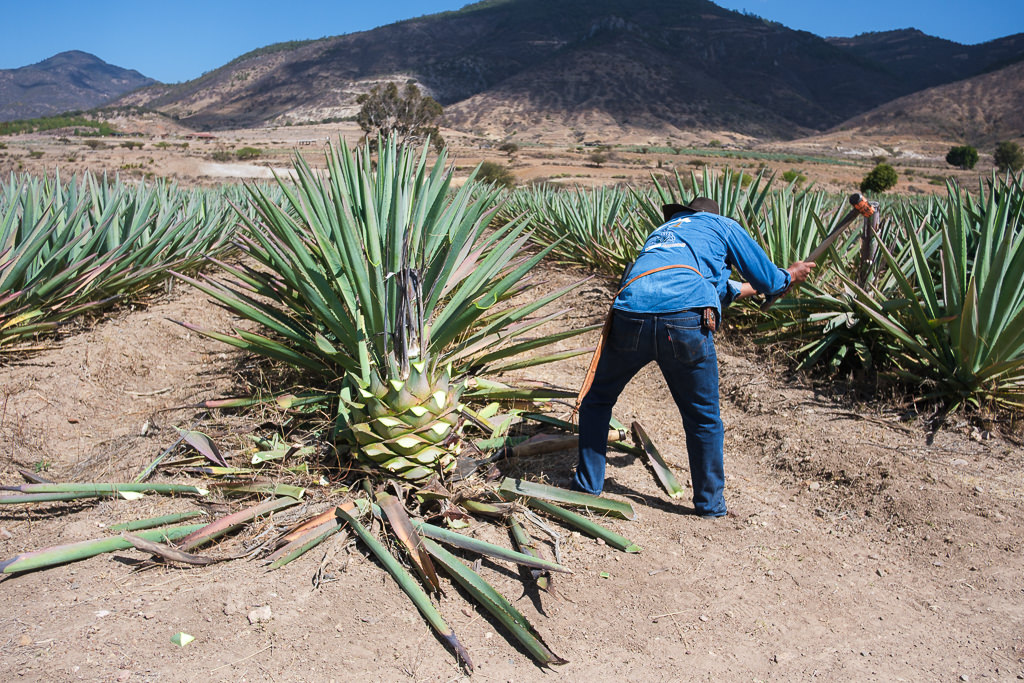 Mezcal Ancestral Herencia de Lucas