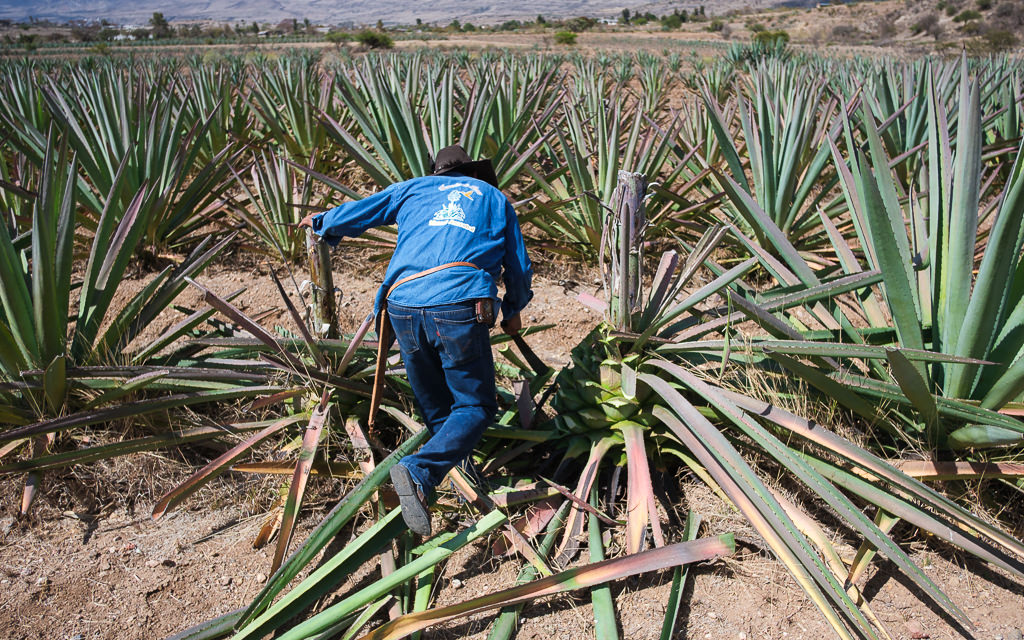 Mezcal Ancestral Herencia de Lucas