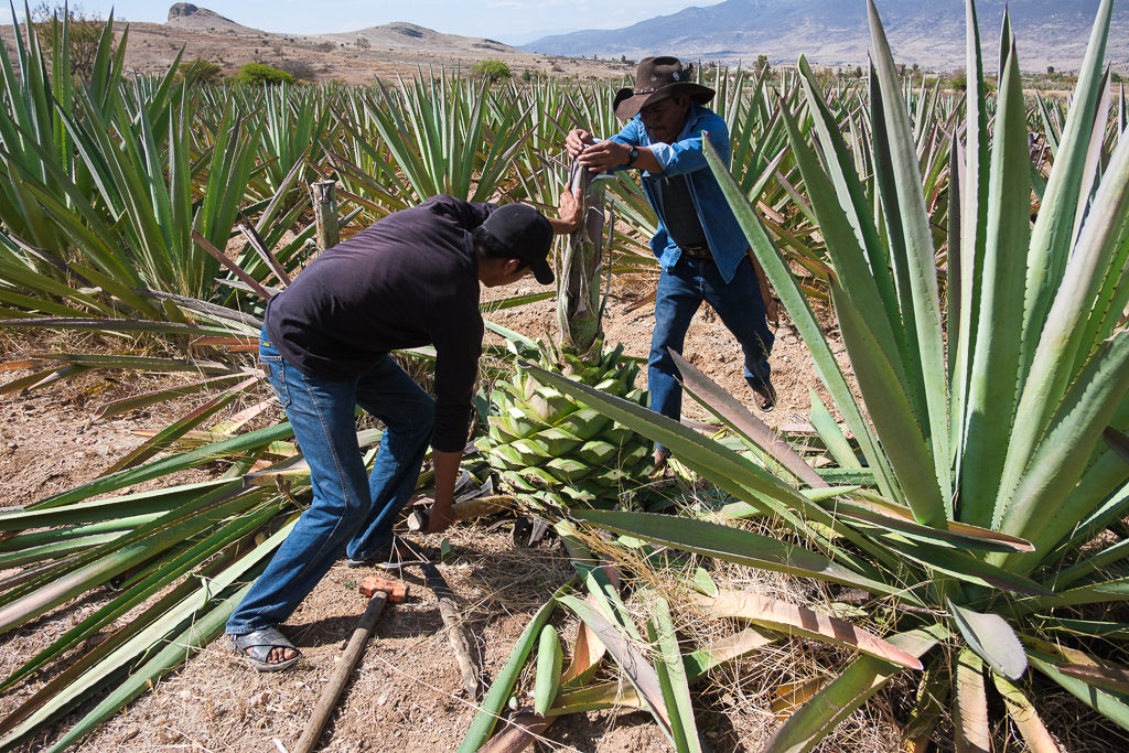 Mezcal Ancestral Herencia de Lucas