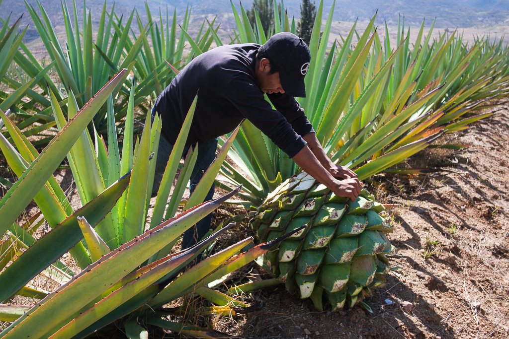 Mezcal Ancestral Herencia de Lucas