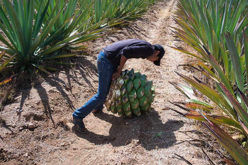 Mezcal Ancestral Herencia de Lucas