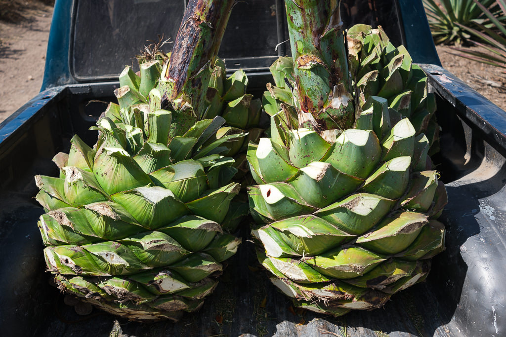 Mezcal Ancestral Herencia de Lucas