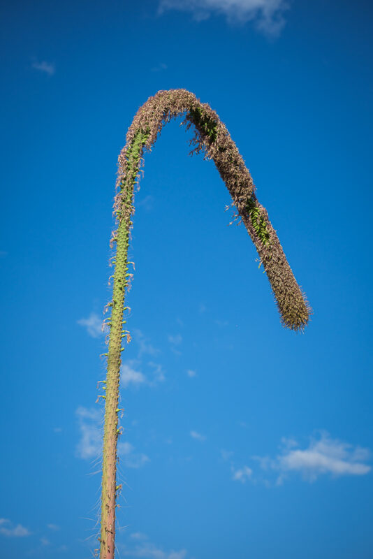 Mezcal Ancestral Herencia de Lucas