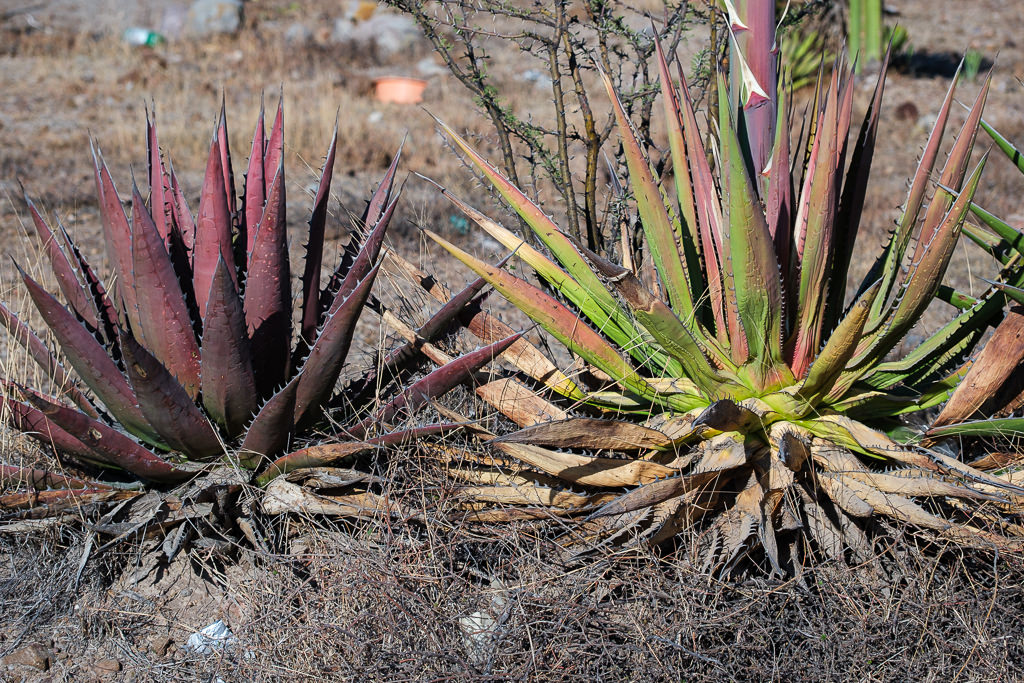 Mezcal Ancestral Herencia de Lucas