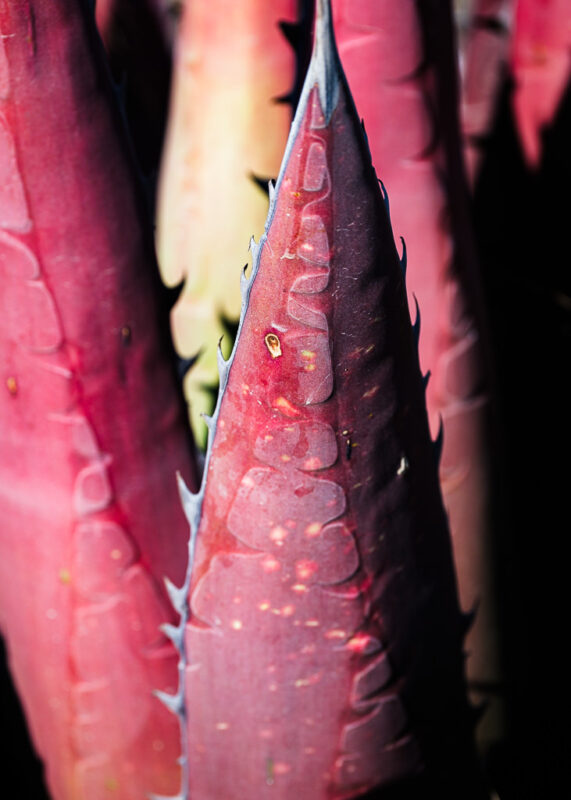 Mezcal Ancestral Herencia de Lucas