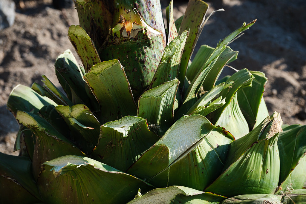 Mezcal Ancestral Herencia de Lucas