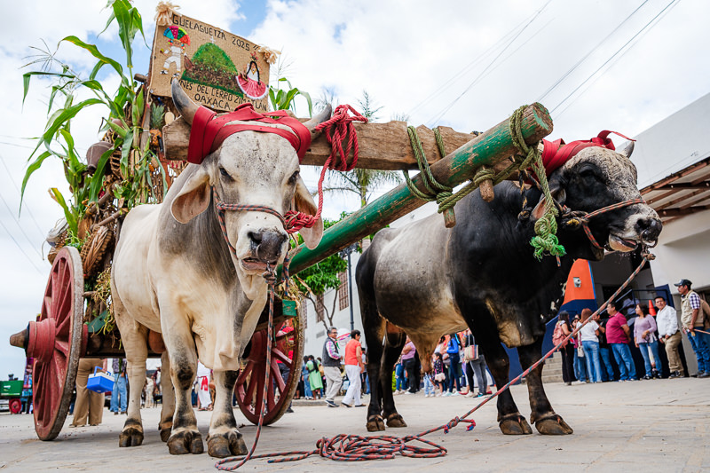 Guelaguetza Zimatlán de Álvarez
